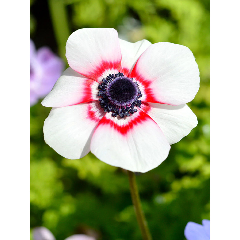 Анемона Bicolor