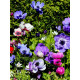 Анемона De Caen 4/5