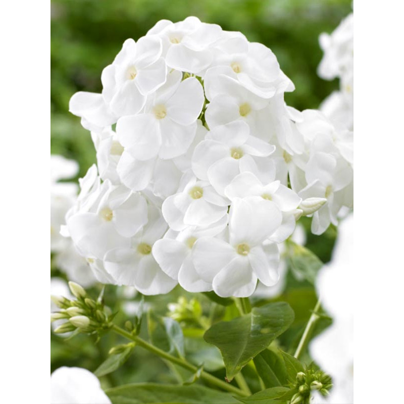 Флокс багаторічний Rembrandt