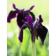 Ірис Black Form