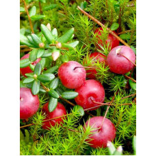 Журавлина ранньостигла Бен Лір