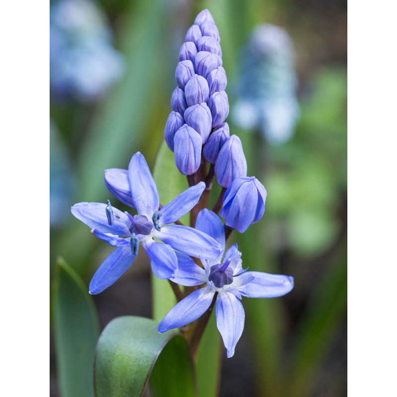 Пролісок Bifolia 4/5