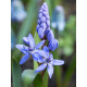 Пролісок Bifolia 4/5