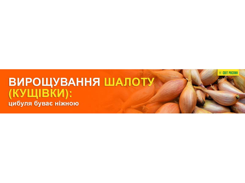 Вирощування шалоту (кущівки): цибуля буває ніжною