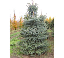 Ялина колюча (Picea pungens Glauca) С7,5 (0,8-1 м)