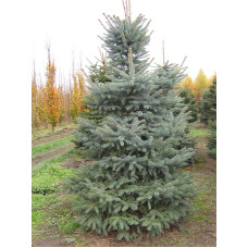 Ель колючая (Picea pungens Glauca) С7, 5 (0,8-1 м)