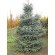 Ель колючая (Picea pungens Glauca) С7, 5 (0,8-1 м)