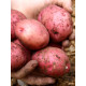 Насіннєва картопля Рудольф середньопізня 1 кг