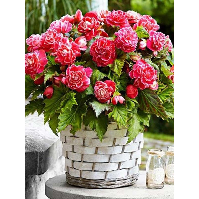 Бегонія Camelia 4\5 (1 шт)