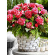 Бегонія Camelia 4\5 (1 шт)