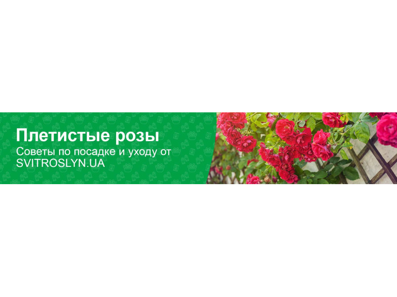 Як садити і доглядати за плетистими трояндами