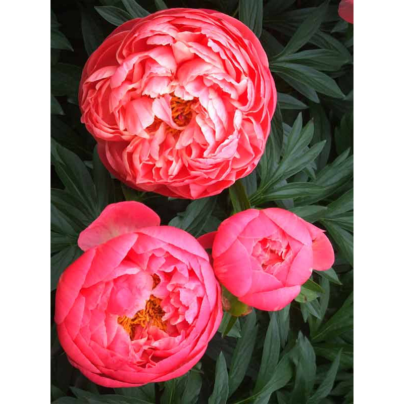 Півонія Coral Charm (Корал Чарм) трав'яниста