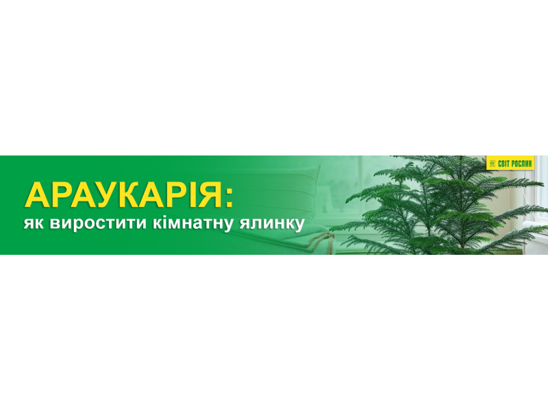 Араукарія: як виростити кімнатну ялинку