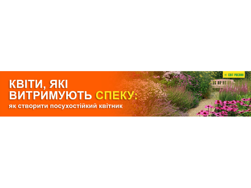 Квіти, які витримують спеку: як створити посухостійкий квітник