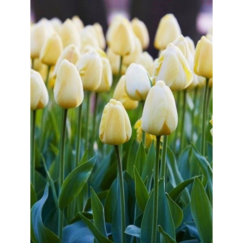 Тюльпан Дарвіна Ivory Floradale (Ivory Floradale)
