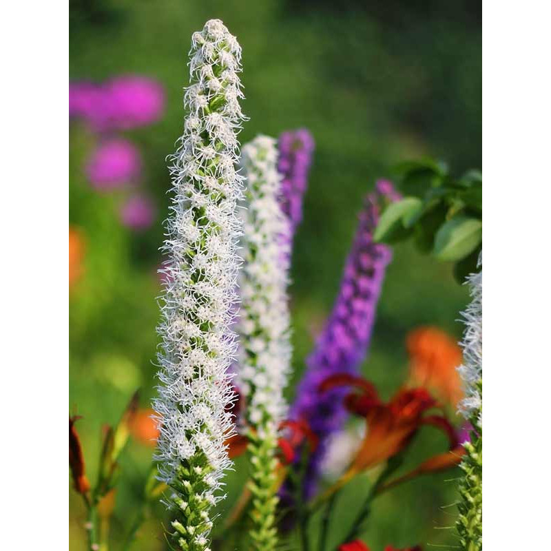 Ліатріс Floristan Alba 10/12