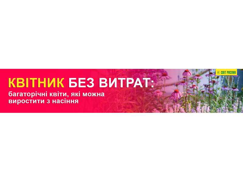 Квітник без витрат: багаторічні квіти, які можна виростити з насіння
