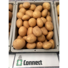 Насіннєва картопля Коннект 1 репродукція, середньостигла, 1 кг