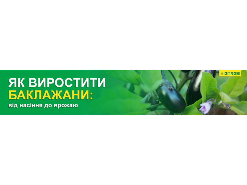 Як виростити баклажани: від насіння до врожаю