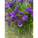 Бабіана Stricta Mixed 5/6