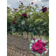 Роза на штамбе Блек Баккара (Black Baccara) высота 1,4-1,6 м