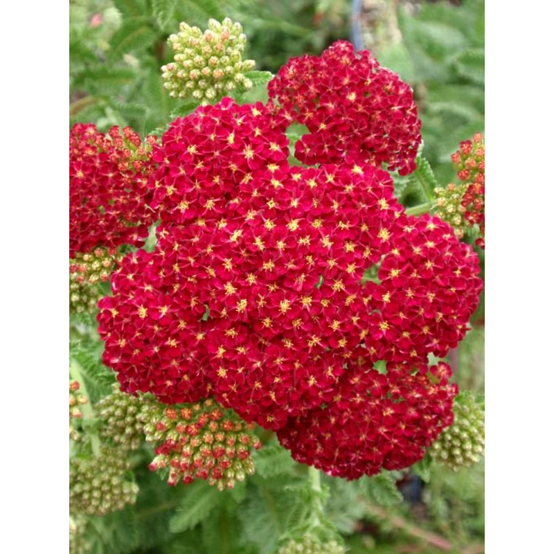 Ахиллея (Тысячелистник) Millefolium Red Velvet