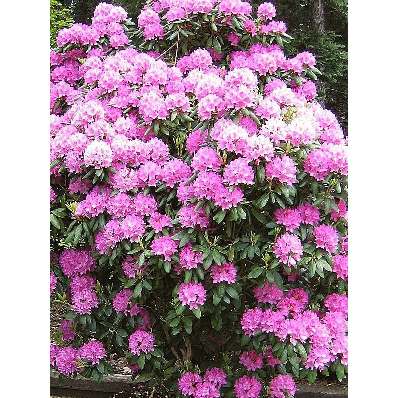 Рододендрон Розеум Елеганс (Roseum Elegans) С3