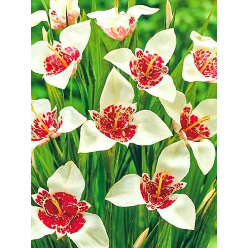 Тигридія Alba Grandiflora (Альба Грандифлора) 5/7