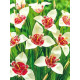 Тигридія Alba Grandiflora (Альба Грандифлора) 5/7