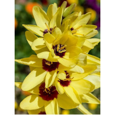 Іксія Yellow Emperor
