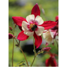 Аквілегія Crimson Star