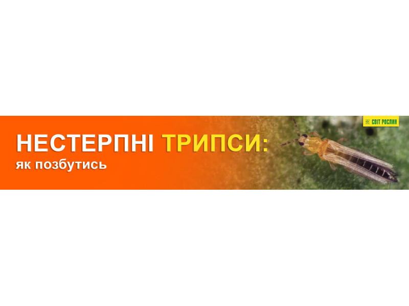 Нестерпні трипси: як позбутись