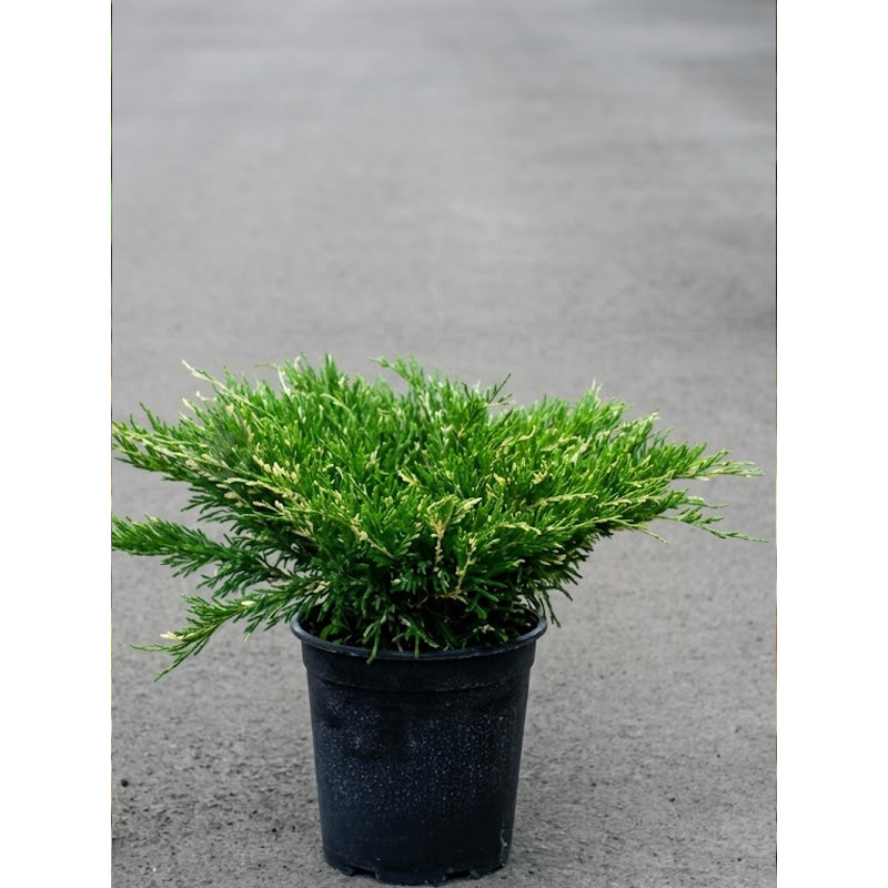 Можжевельник горизонтальный Андорра Вариегата (Andorra Variegata) С3