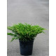 Можжевельник горизонтальный Андорра Вариегата (Andorra Variegata) С3