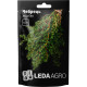 Насіння Чебрець (тим'ян) 0,2 г LedaAgro