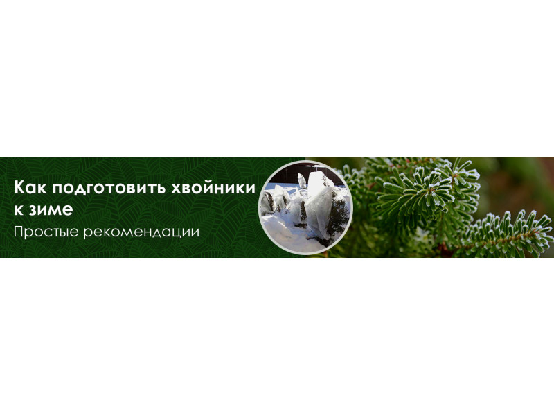 Як підготувати хвойні рослини до зими?