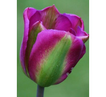 Тюльпан вірідіфлора Violet Bird
