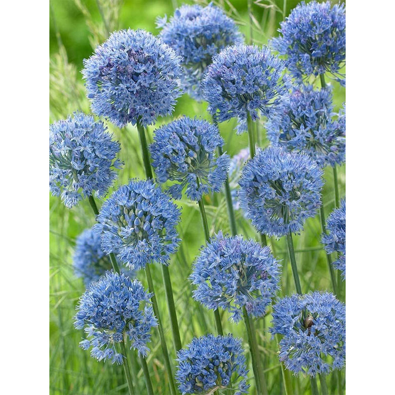 Алліум Caeruleum 5+