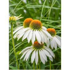 Ехінацея Purpurea White Swan