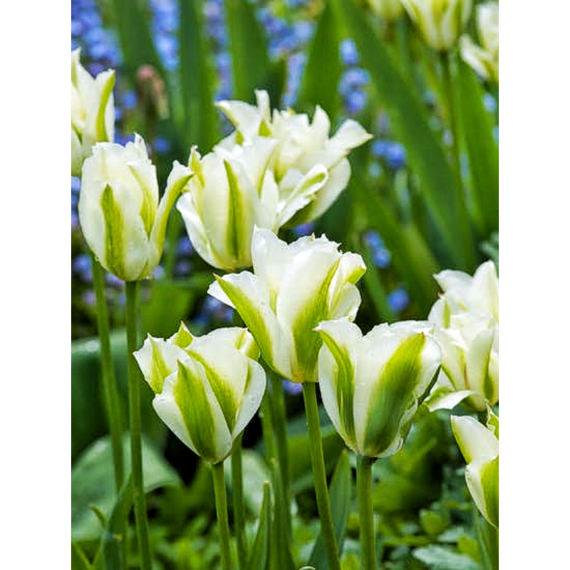 Тюльпан зеленоквітковий Spring green (Спринг Грин)