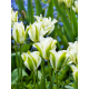 Тюльпан зеленоквітковий Spring green (Спринг Грин)