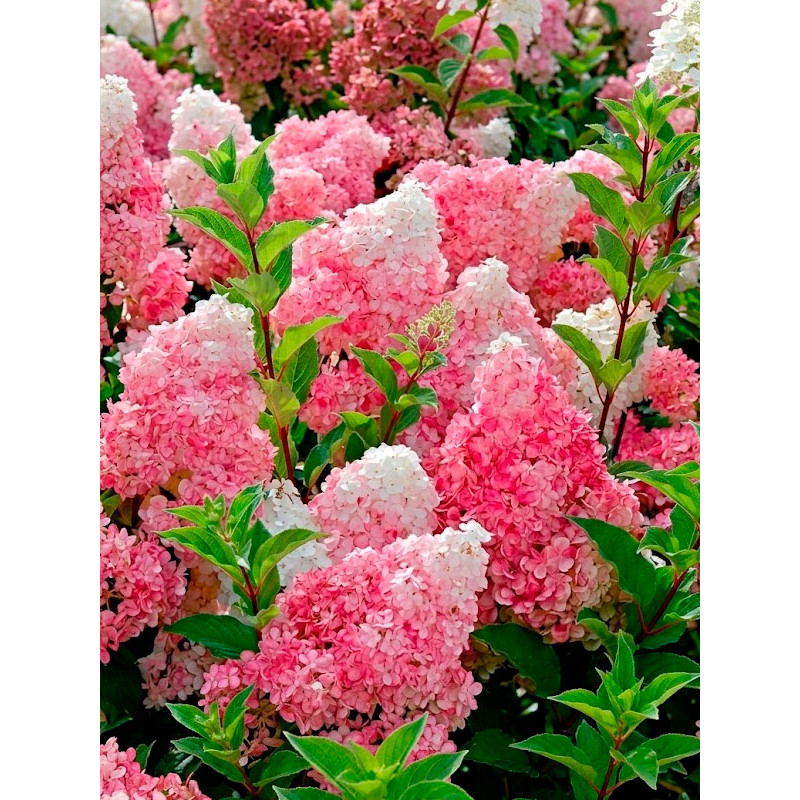 Гортензія Ванілла Фрайз Vanilla Fraise волотиста С2