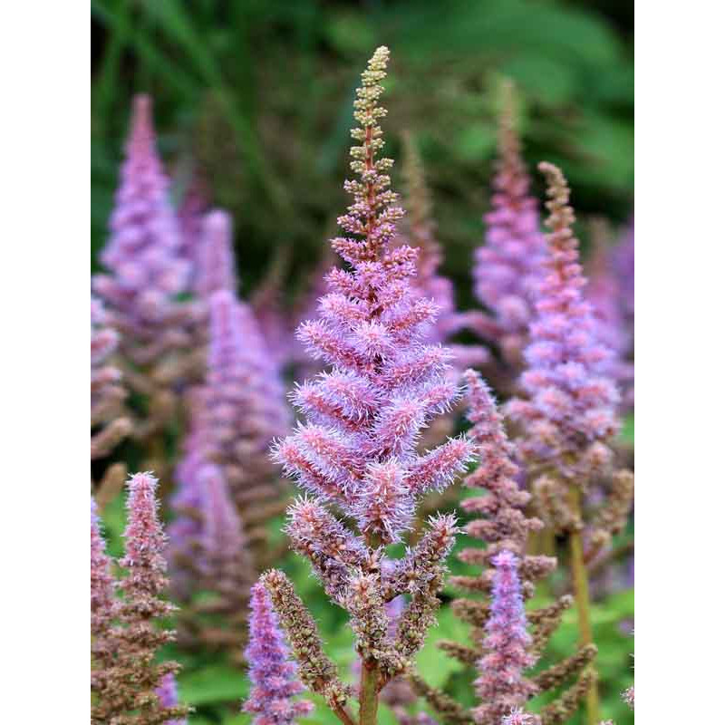 Астильба chinensis Pumila 2-3 (1 шт)