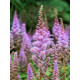 Астильба chinensis Pumila 2-3 (1 шт)