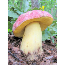Міцелій Боровик королівський / Болет королівський