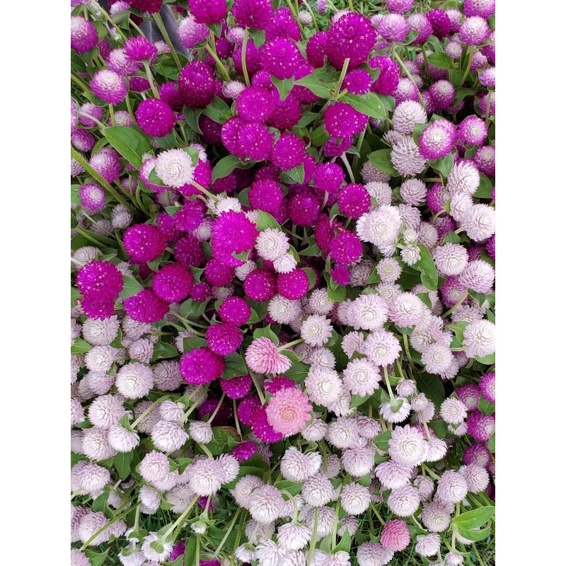 Семена Гомфрена Бадди смесь 0,1 г LedaAgro