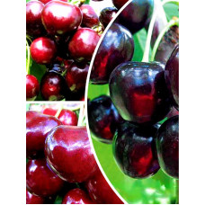 Набір саджанців 