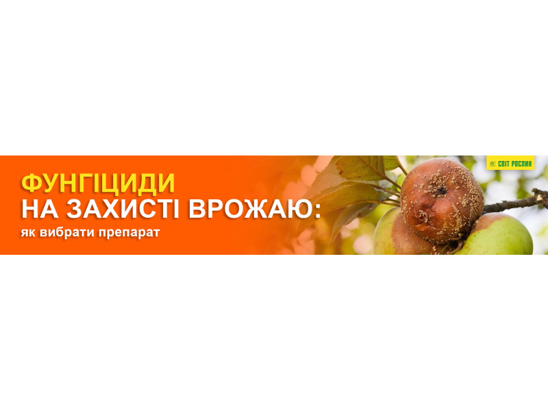 Фунгіциди на захисті врожаю: як вибрати препарат
