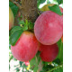 Саджанець аличі Кубанська комета