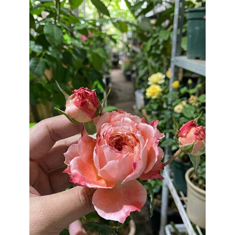 Троянда Принцеса Сакура (Princess Sakura) японська, шт.